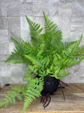 12" Fern with Soil and Root Ball