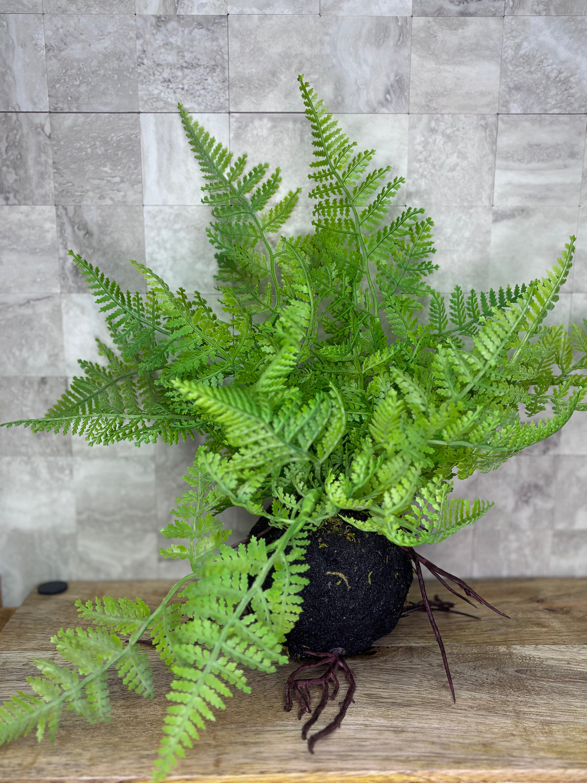 12" Fern with Soil and Root Ball